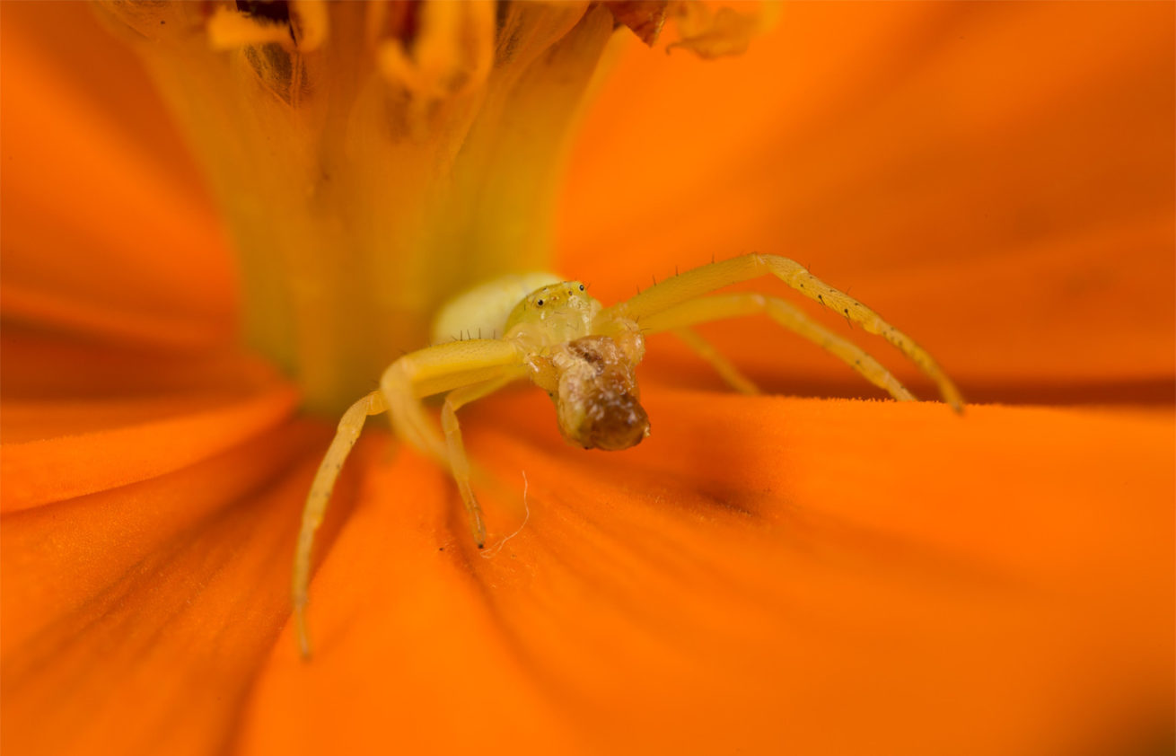 Orange-Flower-Spider