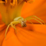 Orange-Flower-Spider